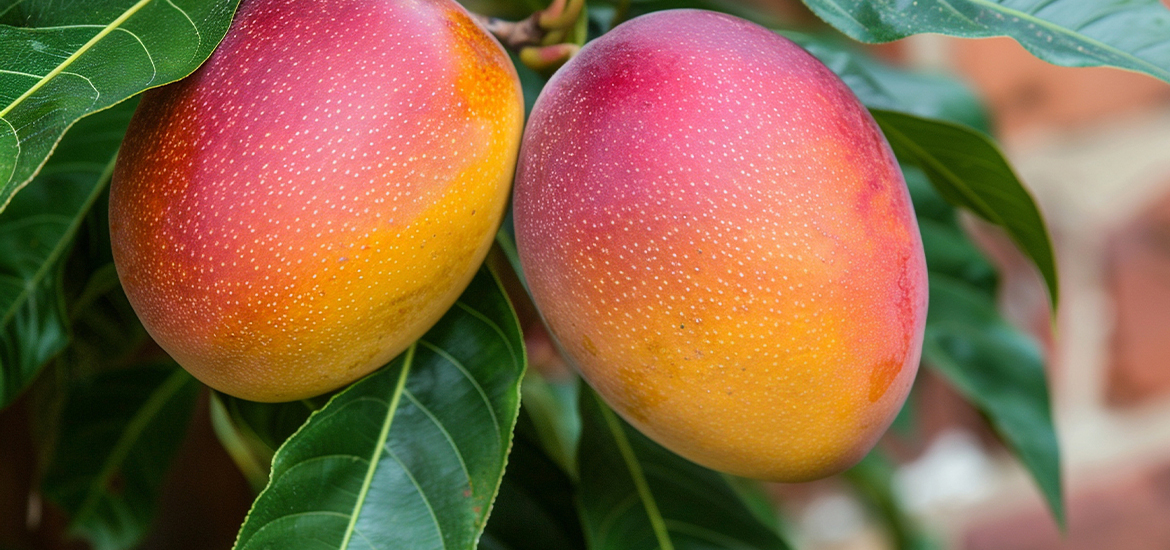 Mango A Tropical Fruit with Global Appeal - zala