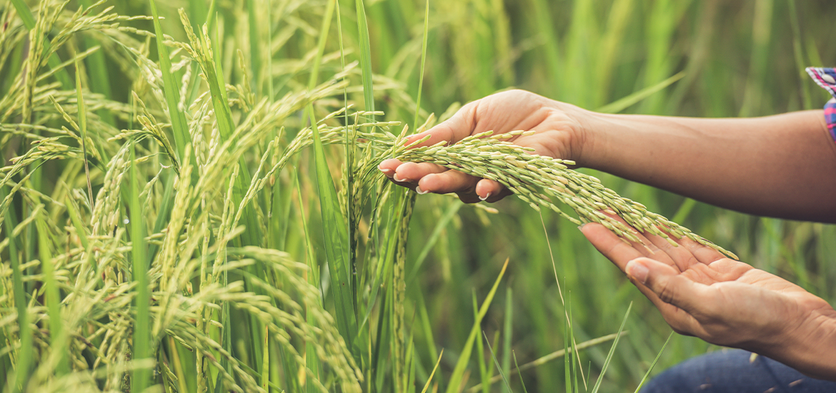 Rice (Oryza sativa) - zala